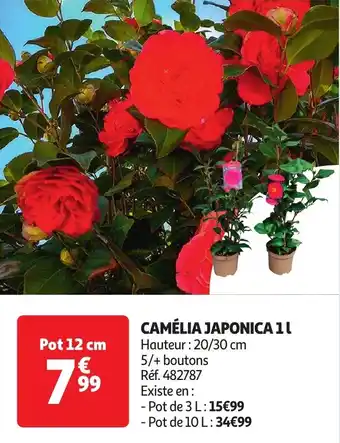 Auchan Camélia japonica offre