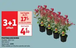 Auchan Photinia red robin offre