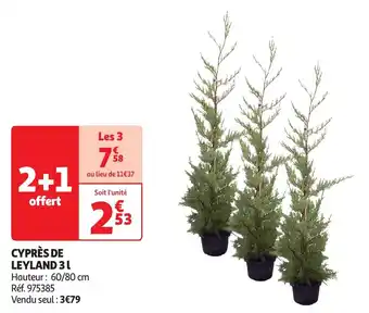 Auchan Cyprès de leyland offre