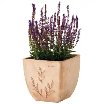 Jardiland ECLOZ Pot carré Amano ECLOZ offre