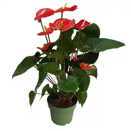 Carrefour Anthurium Royal Red offre