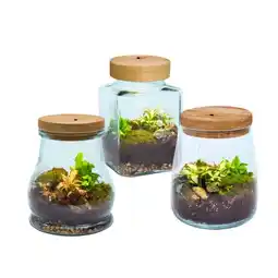 Carrefour Terrarium lumineux offre