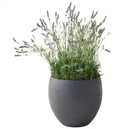 Jardiland Pot Egg Graphit offre