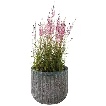 Jardiland Pot Petra ECLOZ offre