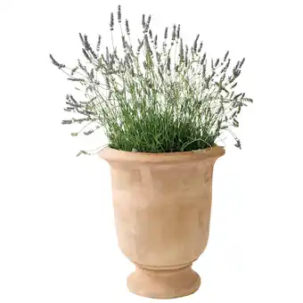 Jardiland ECLOZ Vase Rhode ECLOZ offre