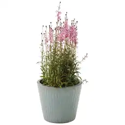 Jardiland ECLOZ Pot Fuji ECLOZ offre