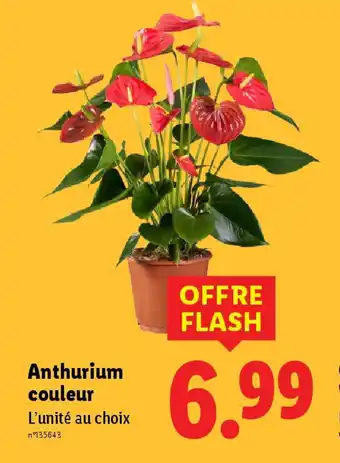 Lidl Anthurium couleur offre