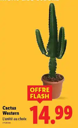 Cactus Western