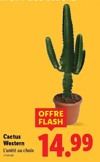 Lidl Cactus Western offre