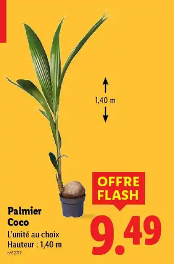 Lidl Palmier Coco offre