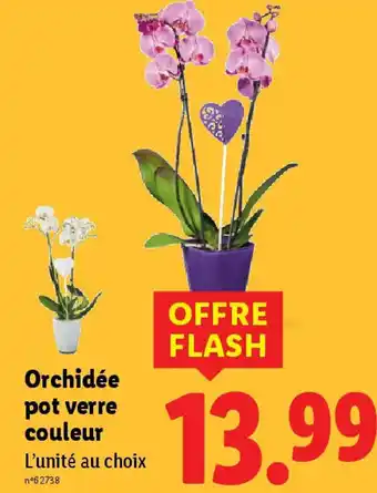 Lidl Orchidée pot verre couleur offre