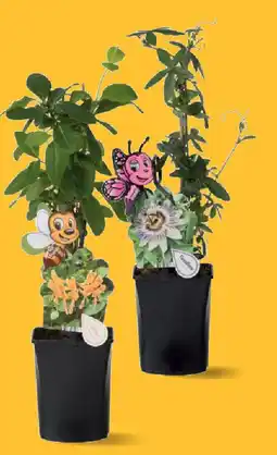 Lidl Plantes fleuries grimpantes offre