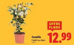 Lidl Camélia offre