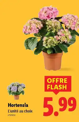 Lidl Hortensia offre