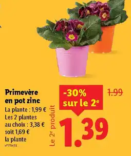 Lidl Primevère en pot zinc offre