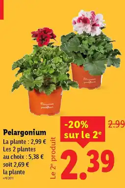 Lidl Pelargonium offre