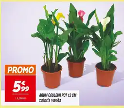 Netto Arum couleur pot 12 cm offre