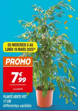 Netto Plante Verte Pot 17 cm offre