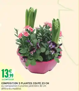 Intermarché Hyper Composition 5 plantes coupe offre