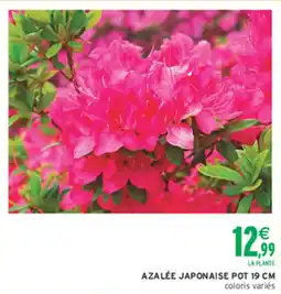 Intermarché Hyper Azalée japonaise offre