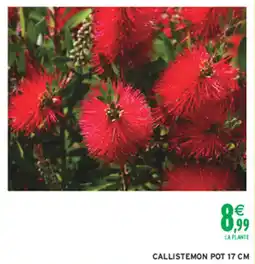 Intermarché Hyper Callistemon offre