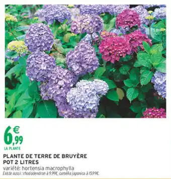 Intermarché Hyper Plante de terre de bruyère offre