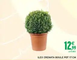 Intermarché Hyper Ilex crenata boule offre