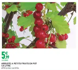 Intermarché Hyper Arbuste a petits fruits en pot offre