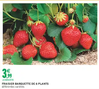 Intermarché Hyper Fraisier barquette de 6 plants offre