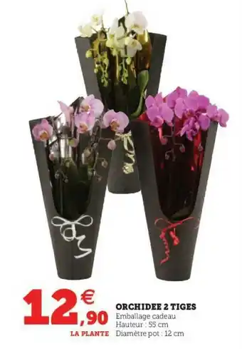 U Express Orchidée 2 Tiges offre