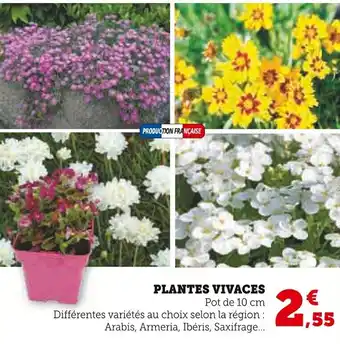 Super U Plantes vivaces offre