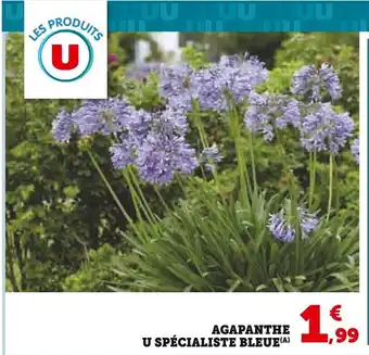 Super U U Agapanthe spécialiste bleue offre