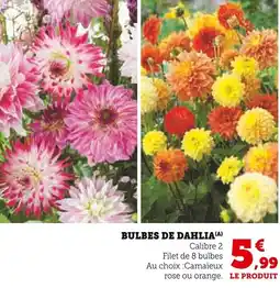 Super U Bulbes de dahlia offre