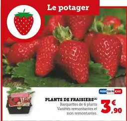 Super U Plants de fraisiers offre