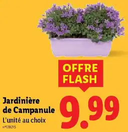 Lidl Jardinière de Campanule offre