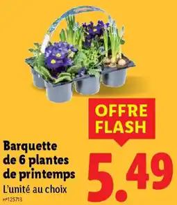 Lidl Barquette de 6 plantes de printemps offre