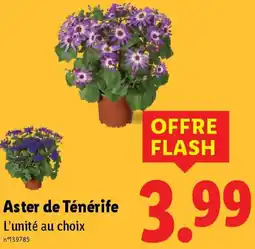 Aster de Ténérife