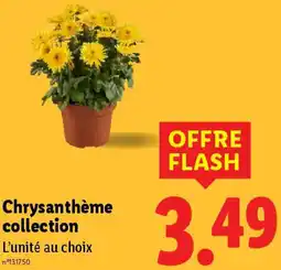 Lidl Chrysanthème collection offre