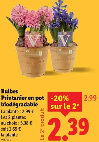 Lidl Bulbes Printanier en pot biodégradable offre