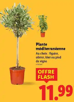 Lidl Plante méditerranéenne offre