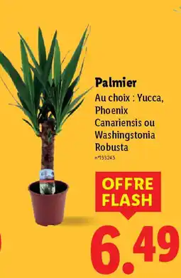 Lidl Palmier offre