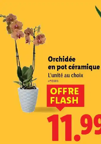 Lidl Orchidée en pot céramique offre