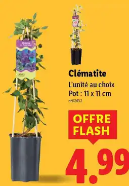 Clématite