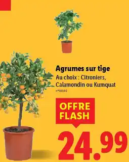 Lidl Agrumes sur tige offre