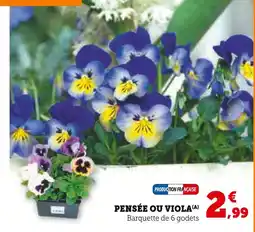 Hyper U Pensée ou viola offre