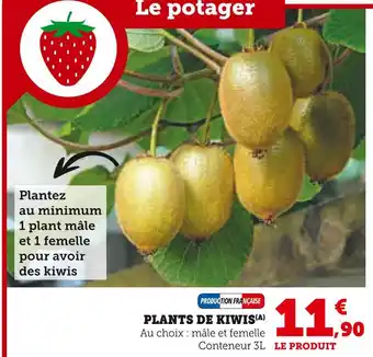 Hyper U Plants de kiwis offre