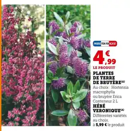 Super U Plantes de terre de bruyère offre