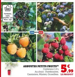 Super U Arbustes petits fruits offre