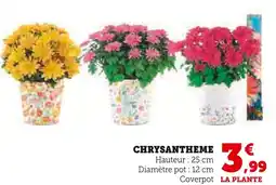 Hyper U Chrysanthème offre