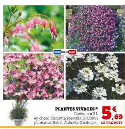 Super U PRODUCTION FRANÇAISE Plantes vivaces offre